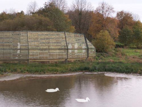 Cité des Oiseaux | Affût